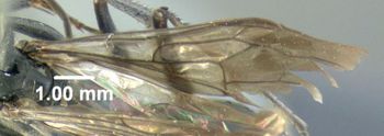 Media type: image;   Entomology 600324 Aspect: front wing